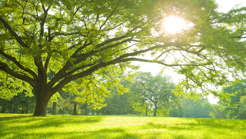 再生可能エネルギーソリューション - トーヨーエネルギーソリューション